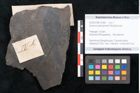 Foto (Objekt + Etikett) von Quercus pachyphylla Ettingshausen (NHMW-GEO-2024-0188-10268)